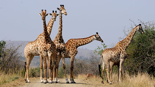 Južna Afrika, Hluhluwe, žirafe, divlje životinje, uzorak, žirafa, Afrika