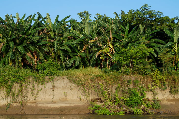 banán, kolumbijský, Kolumbie, Santander, řeka, Rios košíček, sklizeň