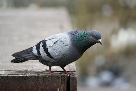 pigeon, bird, fly, animal, nature, wing, beautiful