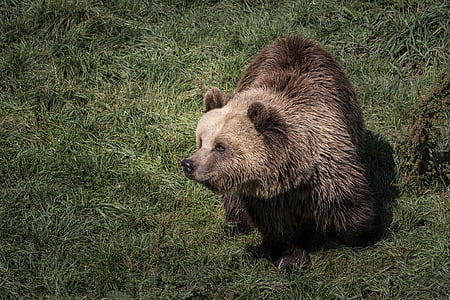 oso de, animales, naturaleza, marrón