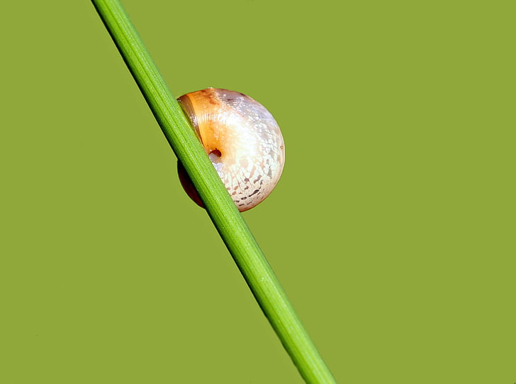 zvíře, Příroda, živě, detail, zelená barva, čerstvosti