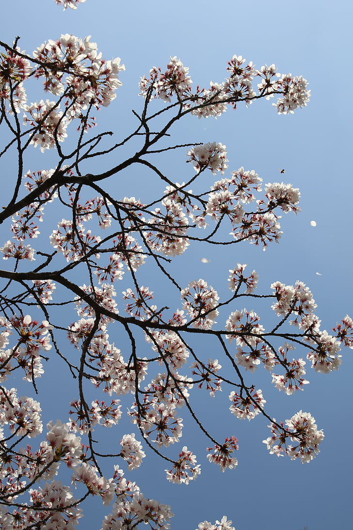 Cherry blossom, april, våren, blommor, naturen, växter, Vårens blommor