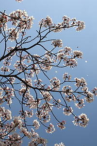 fleur de cerisier, avril, printemps, fleurs, nature, plantes, fleurs de printemps