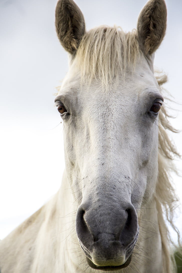 horse print, white horse, irish horse, ireland, horse, white, irish