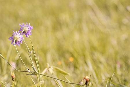 meadow, wildflowers, deaf-skabiose, pigeon scabious, scabiosa columbaria, nature, summer