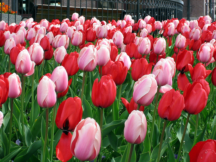 kwiaty, tulipany, biały, czerwony, uprawy, kwiatowy, kwiaty
