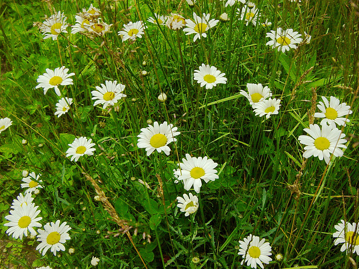 daisy, field, green, summer, season, holiday