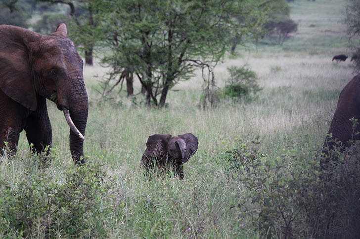 elefant familie, elefentankind, elefant, Afrika, Tanzania, Tarangire, vilt dyr