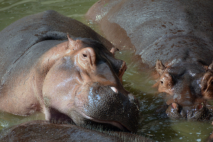 hippo, hippopotamus, water, zoo, canary islands, fuerteventura, animal