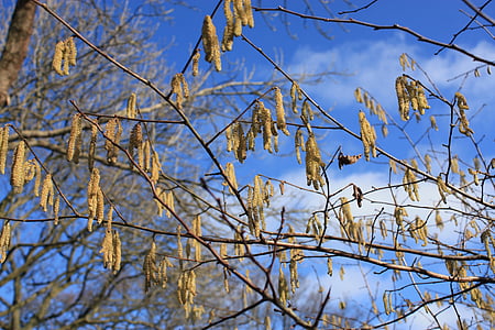 hazel, spring, blue sky, inflorescence, macro, hazelnut, close