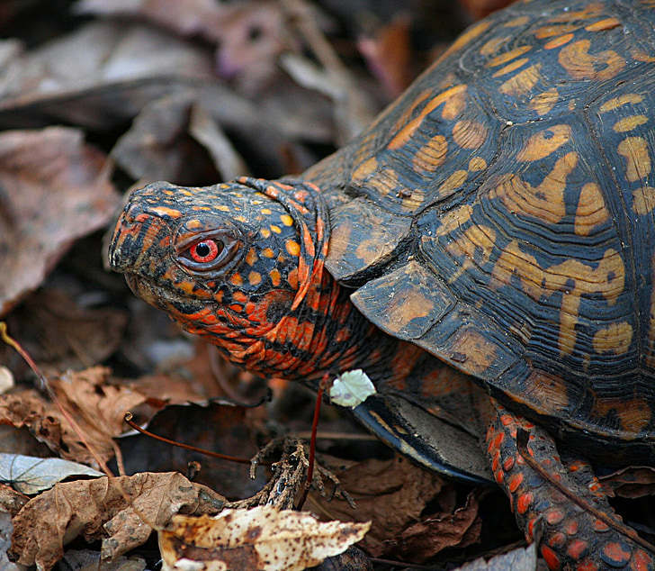 østlige boks turtle, terrapene carolina, jord skildpadden, skildpadde, skildpadde, langsom, gennemsøgning