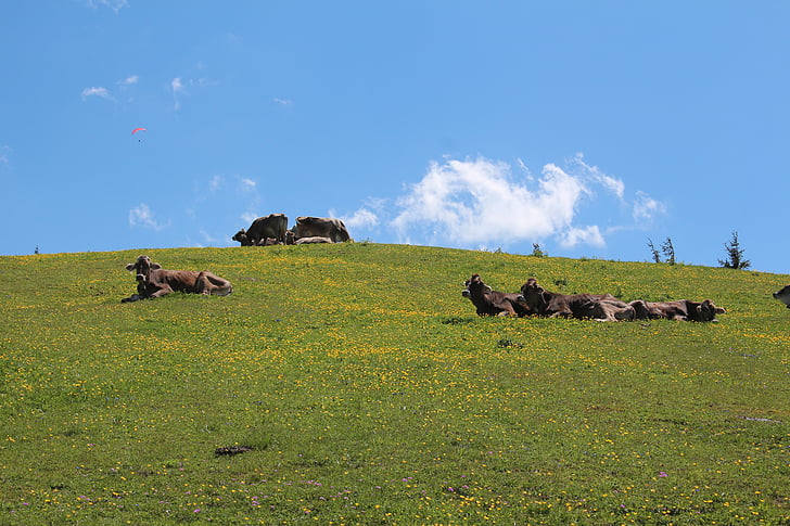 Kössen, Tyrol, Austria, krowy, krowa, owiec, Natura