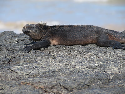 marine iguana, galapagos islands, ecuador