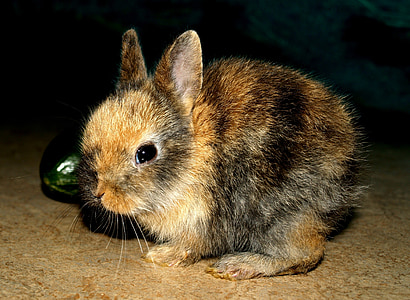 Hare baby, kjæledyr, søt