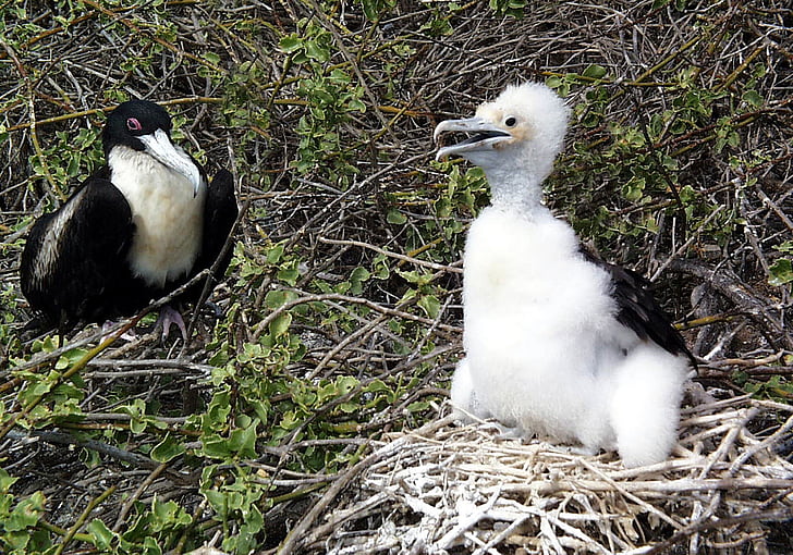 fregat fugl, chick, Wildlife, Galapagos, FREGATFUGLE, reden, Ecuador