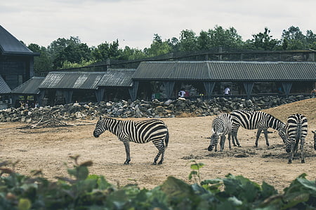 Afrika, gyvūnai, zebrai, zoologijos sodas, Zebra, Laukiniai gyvūnai, gyvūnų