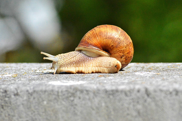snail, shell, mollusk, animal, slowly, reptile, crawl