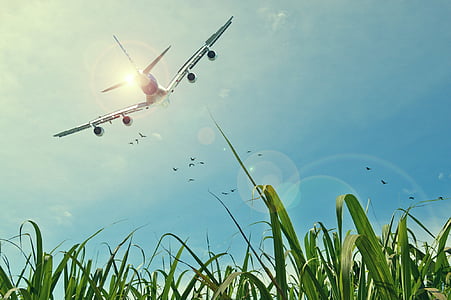 aircraft, flight, sky, grassland, grass, birds, source