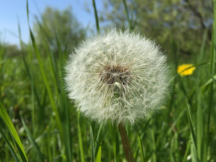 Dandelion, Tutup