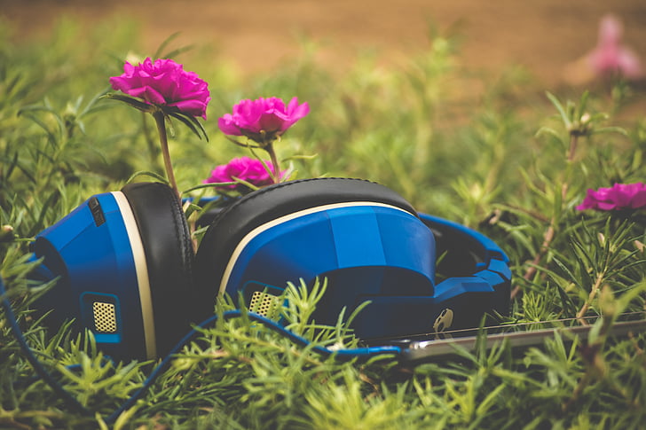 flowers, gadgets, grass, headphones, music, outdoors, plants