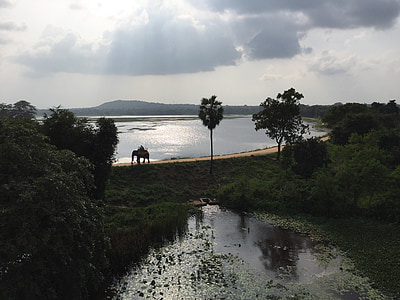 Sri lanka, elefante, Sigirya, contro il giorno