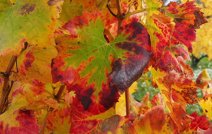 vynuogių, lapų, spalva, rudenį, Gamta, sezono metu, geltona