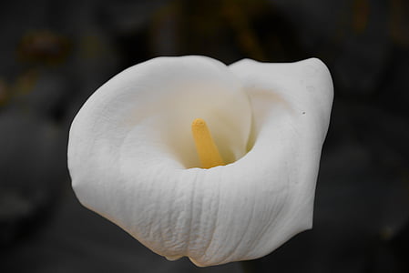 Кала, цветок, контраст, Белый, Природа, переднего плана, желтый