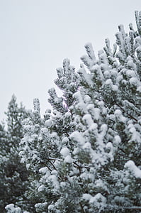 szczelnie-do góry, śnieg, drzewo, zimowe, Natura, zimno - temperatury, mróz