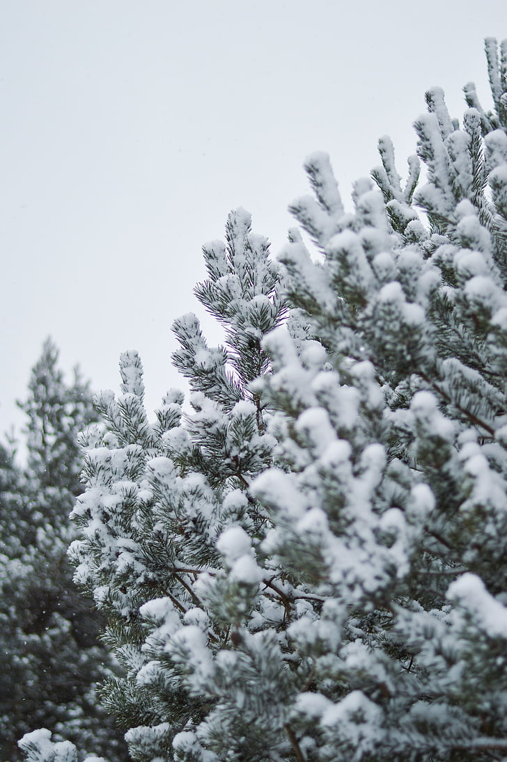 trees, covered, snow, winter, evergreen forest, fir, cold temperature