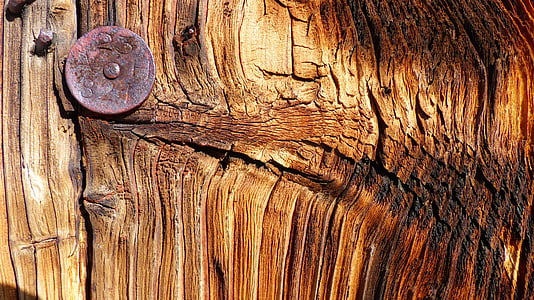 macro, bois, vieux, en détail, des ongles, ancien Conseil