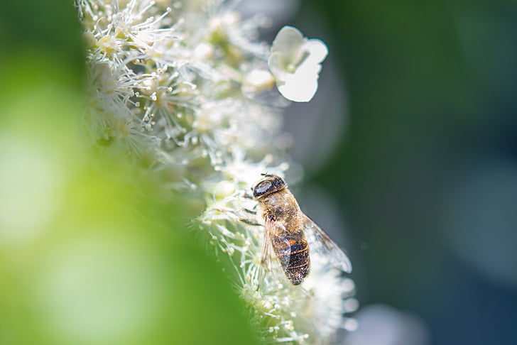 insetto, ape, Vespa, animale, miele, Honeybee, bug