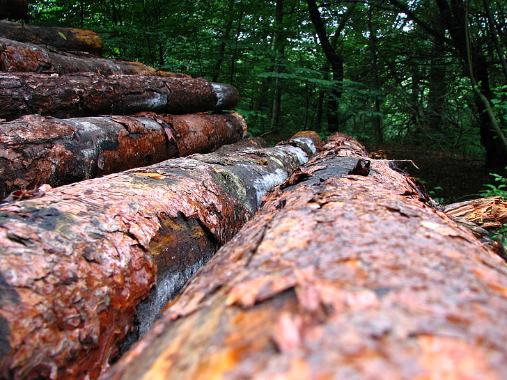kayu, suku, log, pohon, hutan, retak, Kehutanan