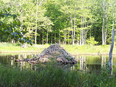 beaver, beavers, beaver lodge, beaver home, hut, pond, water