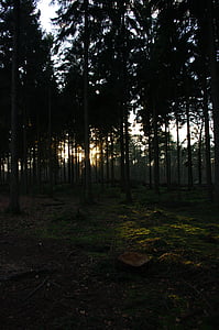 miško, medžiai, vakare, aukštas, žolės, tamsus, šešėlis