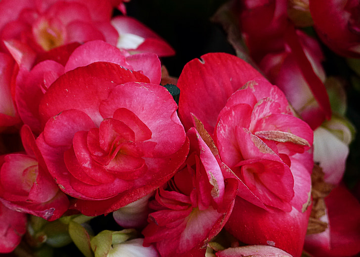 Begonia, rojo, flor, jardín, Close-up, planta, naturaleza