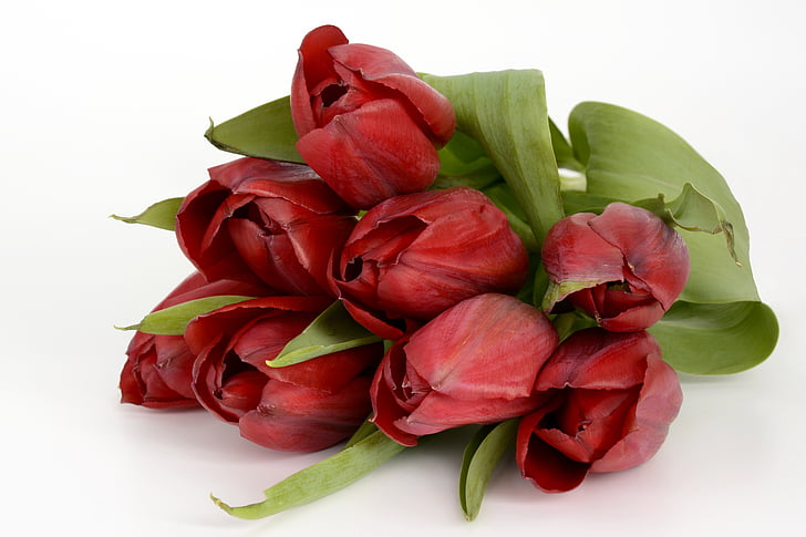 tulipán, virágok, levelek, tavaszi, zár, természet, tavaszi virágok