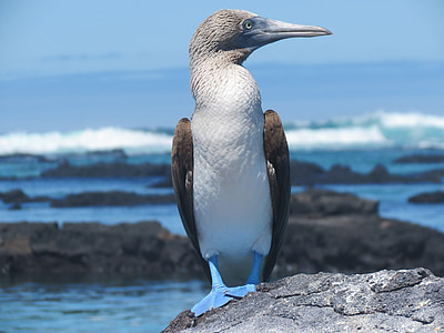 booby, blue footed, bird, wildlife, wild, blue-footed, aves