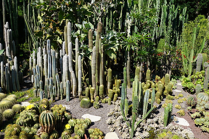 kaktus, grønn, anlegget, Botanisk hage, Überlingen