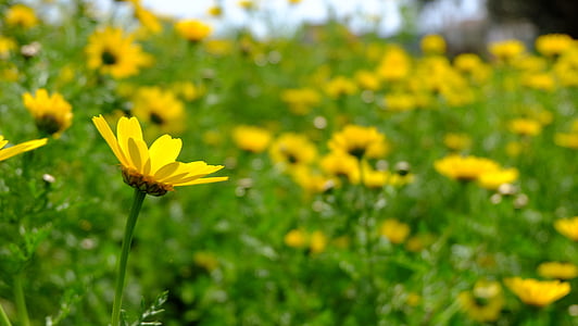 papatyalar, bahar çiçekleri, sarı çiçek, doğa