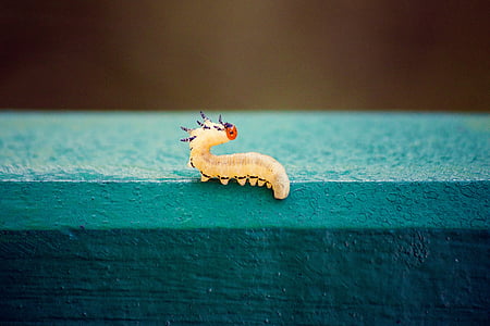 worm, millipede, park, nature, summer, animal, yellow