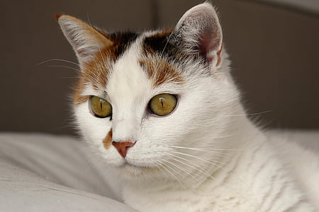 γάτα, ζώο, λευκό, στίγματα, μάτια της γάτας, κατοικίδιο ζώο, μάτι