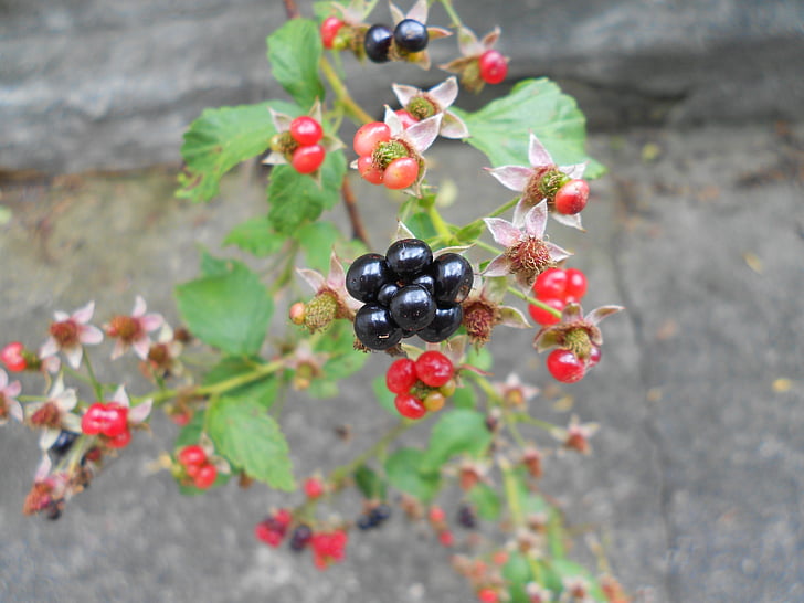 BlackBerry, frutas, close-up, macro, fresco, natureza, frutos de baga