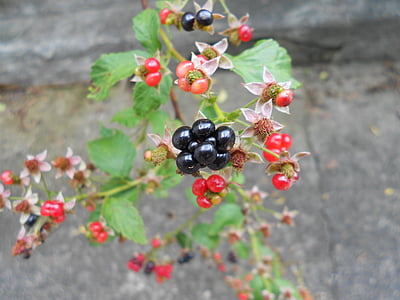 blackberry, fruit, close-up, macro, fresh, nature, berry Fruit