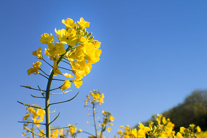 semilla de colza, flor, naturaleza, amarillo, flor, violación, al aire libre