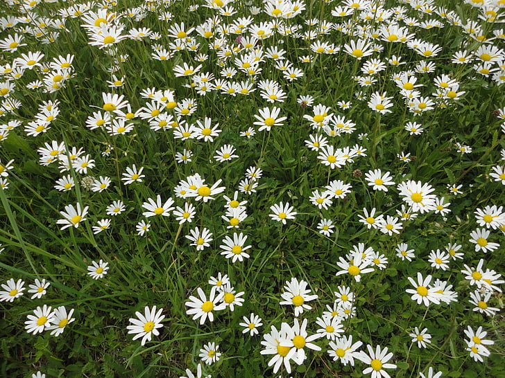 ดอกเดซี่, ดอกไม้สีขาว, ดอกไม้ป่า, ธรรมชาติ, ปิด, ทุ่งหญ้า margerite, leucanthemum