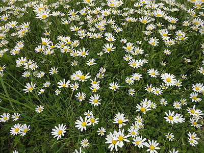 daisies, white flower, wild flower, nature, close, meadow margerite, leucanthemum