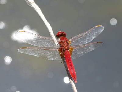 libélula roja, insecto con alas, Erythraea Erythraea, tallo, humedal