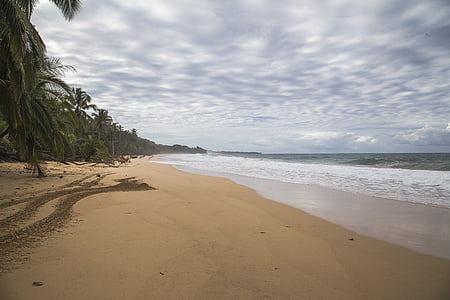 beach, sand, orange, cloudy, palm, tree, nature