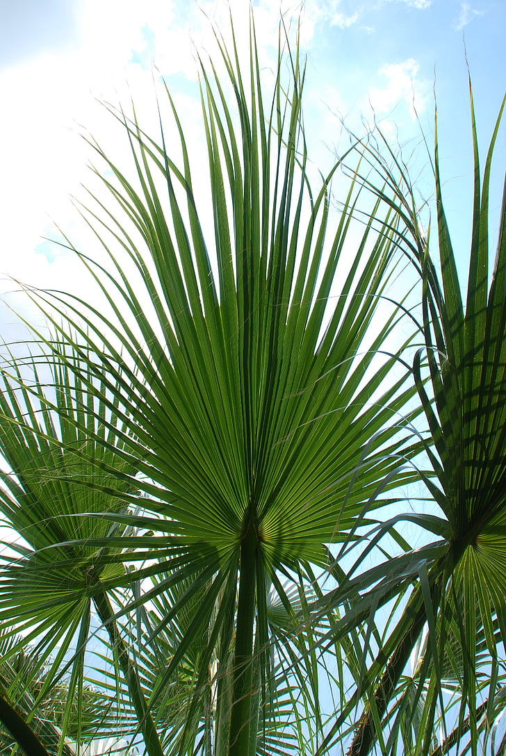 dlaně, listy, obloha, zelená, Palmový list, Fan palm, Středomořská