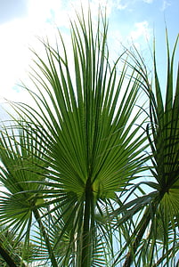 palm, leaves, sky, green, palm leaf, fan palm, mediterranean